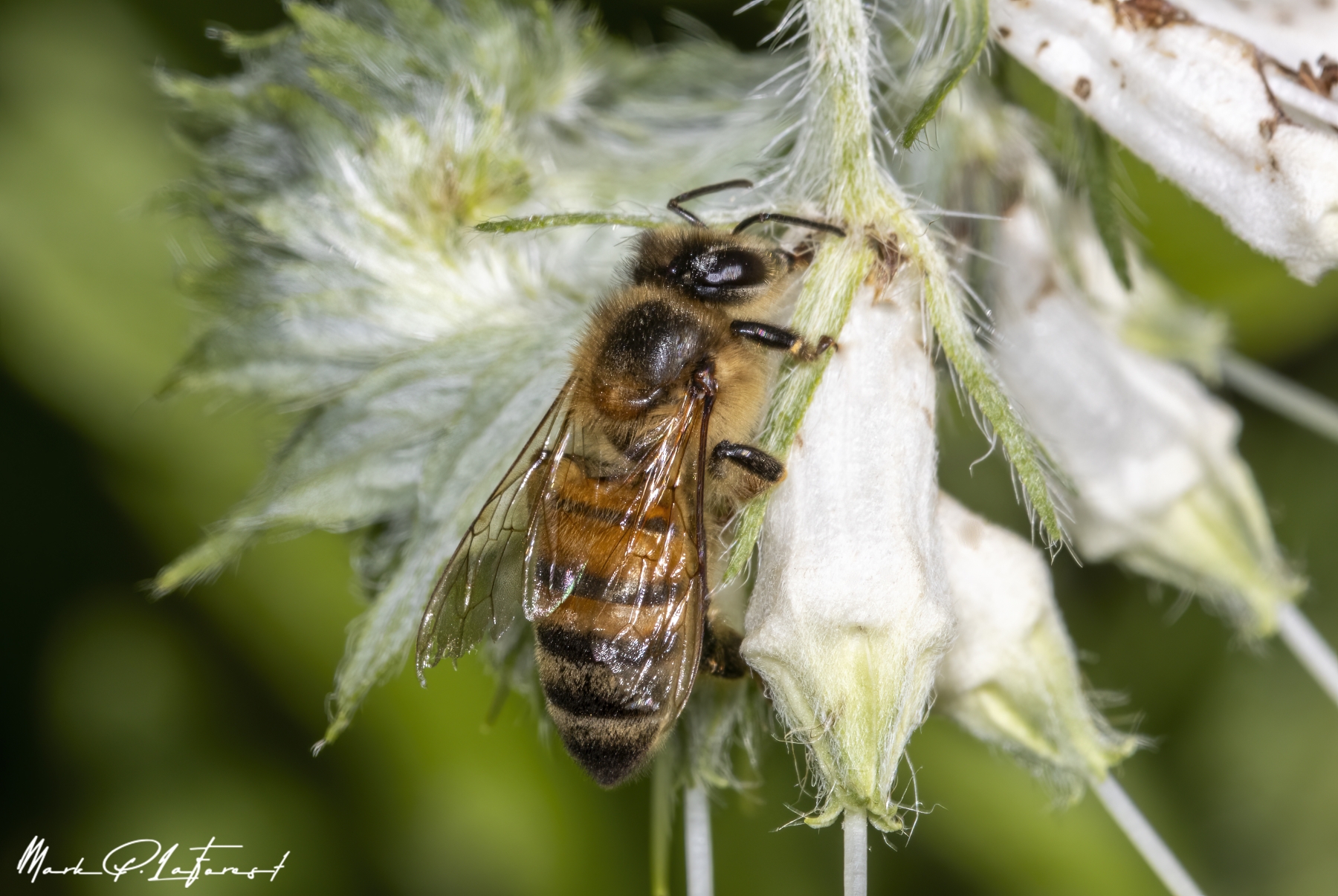 /gallery/north_america/USA/Texas/austin/Honey Bee Spring 2024-004_med.jpg